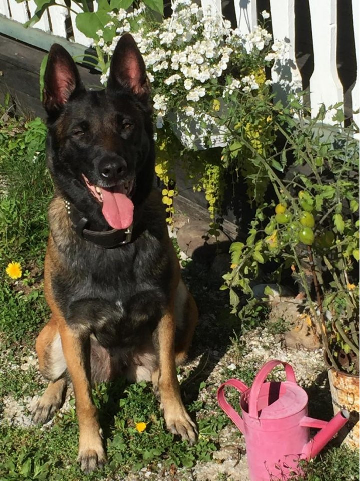 Belgian Malinois
