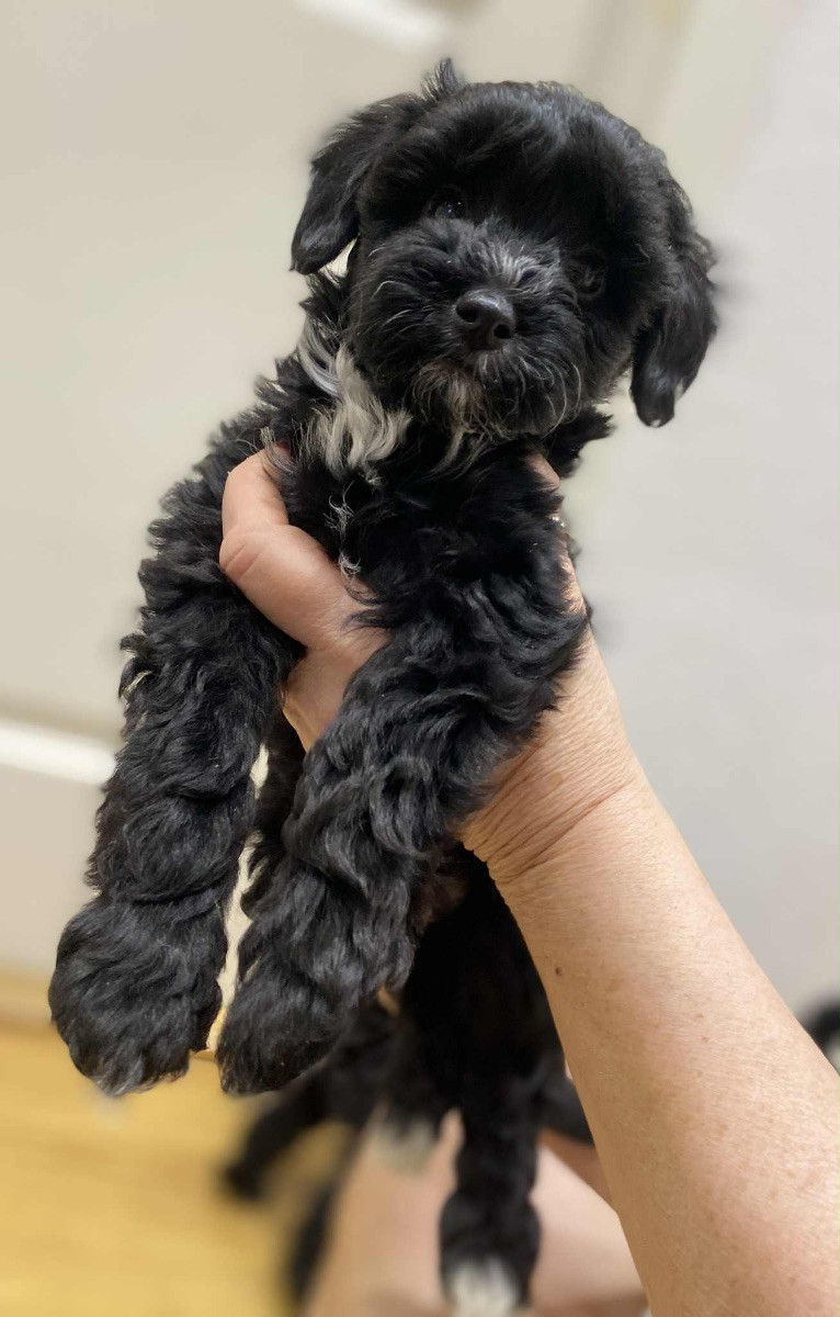 Yorkshireterrier och dvärgpudel · 2025-10-19 · Rimbo · Virginia I.