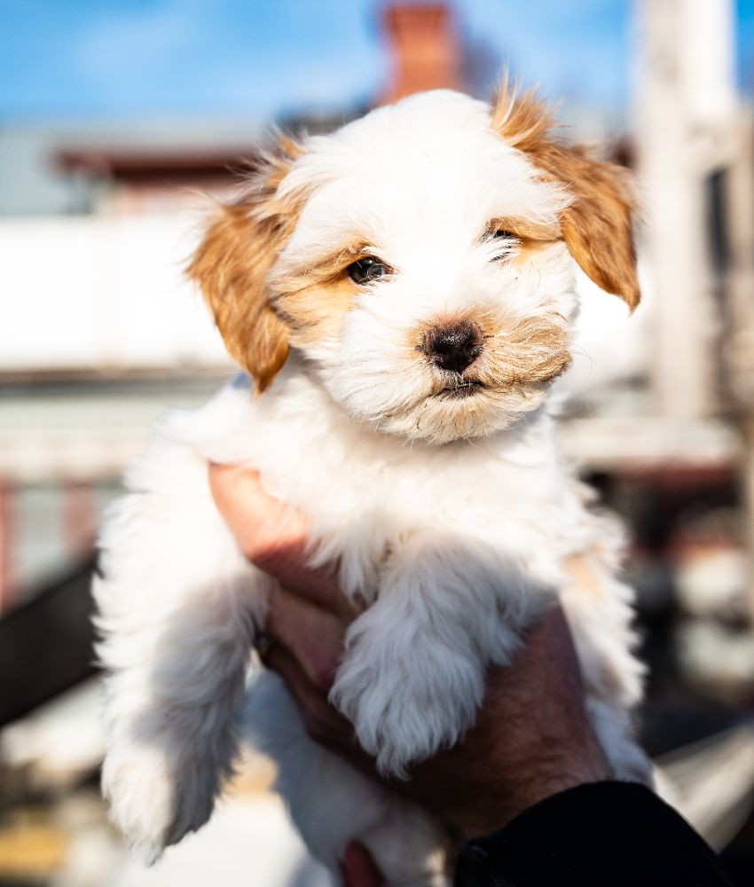 Lhasa appso, dvärgpudel, pappillon och jack russelshih tzu,