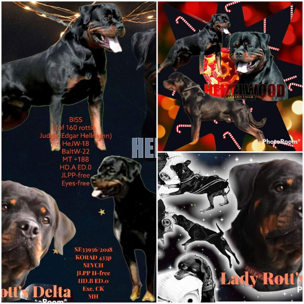 Lady Rott's