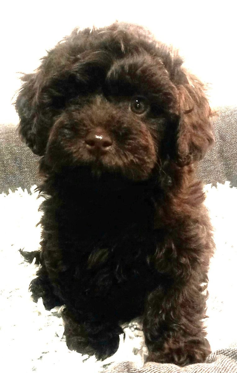 HAVAPOO · 2025-10-27 · Alingsås · Lina E.