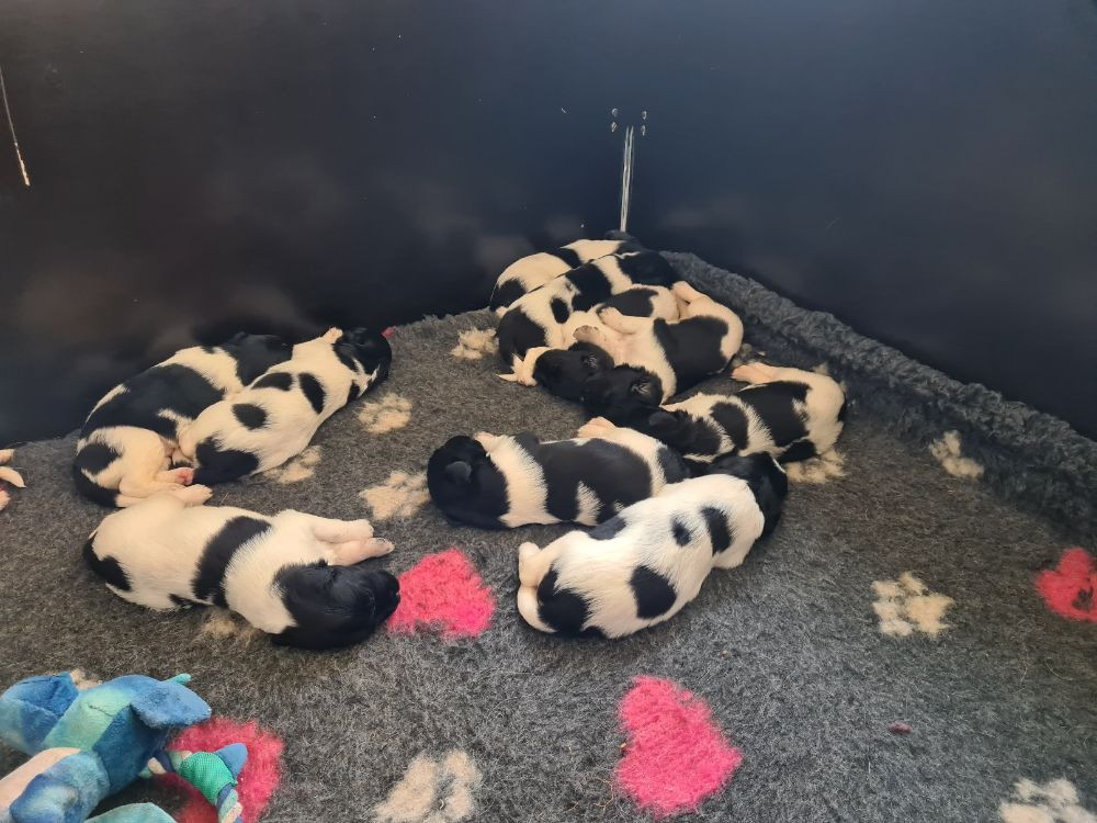 molfangers