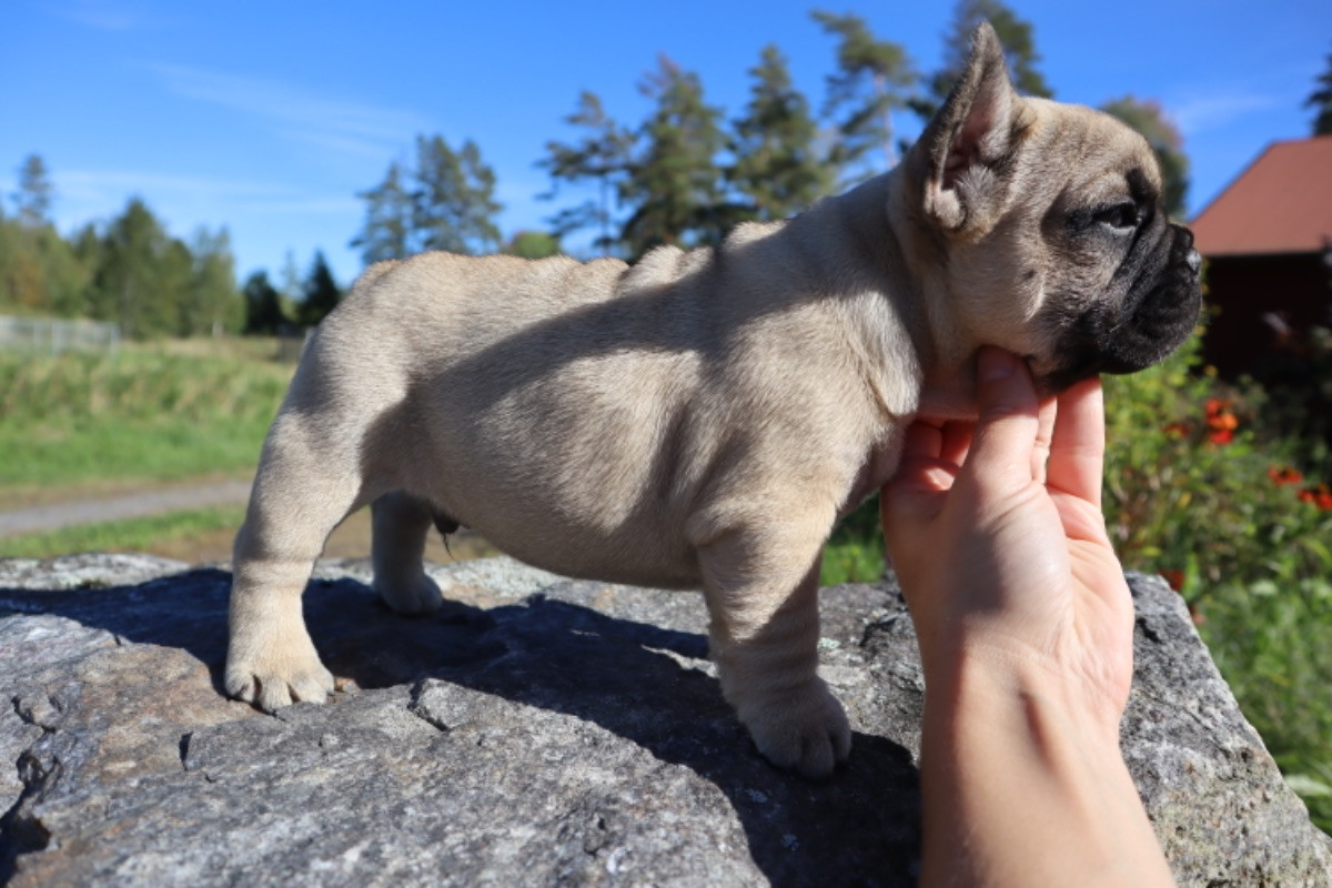 French Bulldog