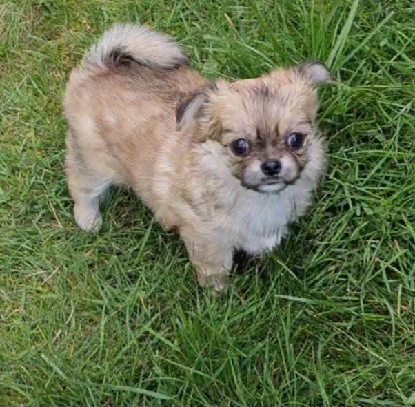 Chihuahua