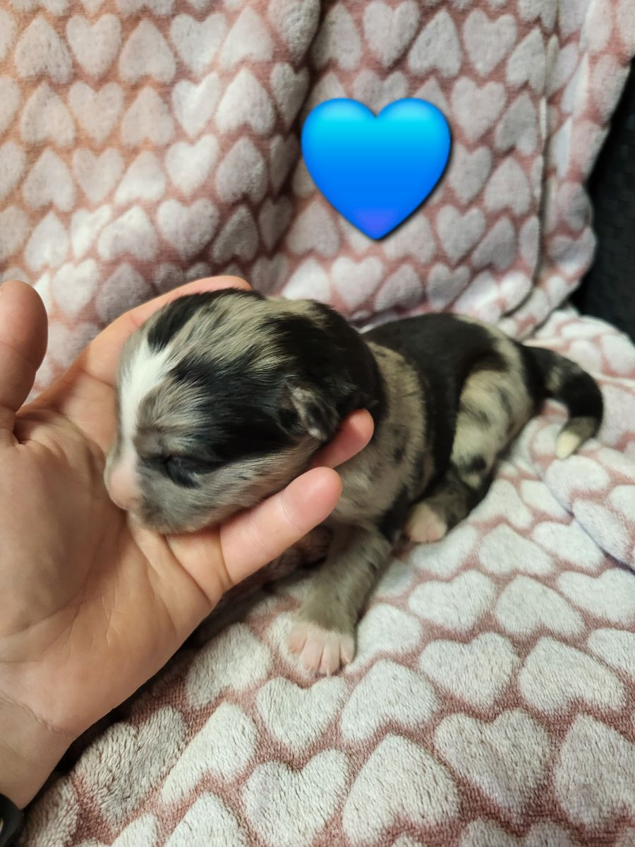 Husky, aussie, flatte