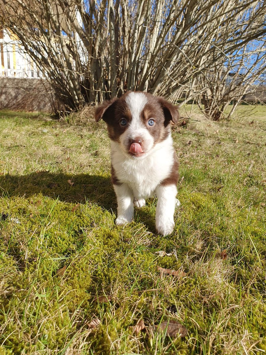 Canis