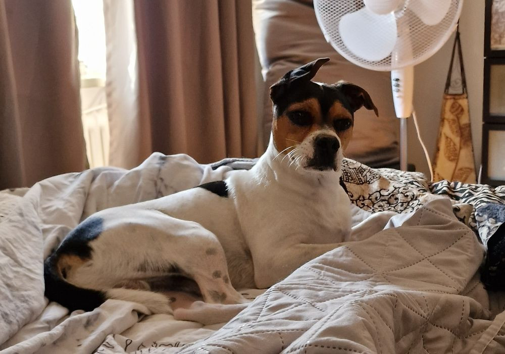 Danish Swedish Farmdog