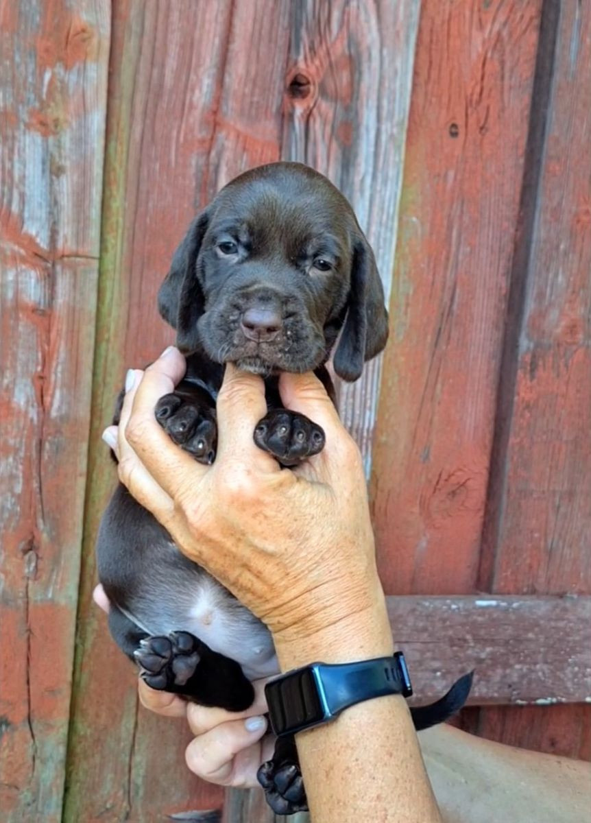 Spritzsla ( Vizsla x SpringerSpaniel)