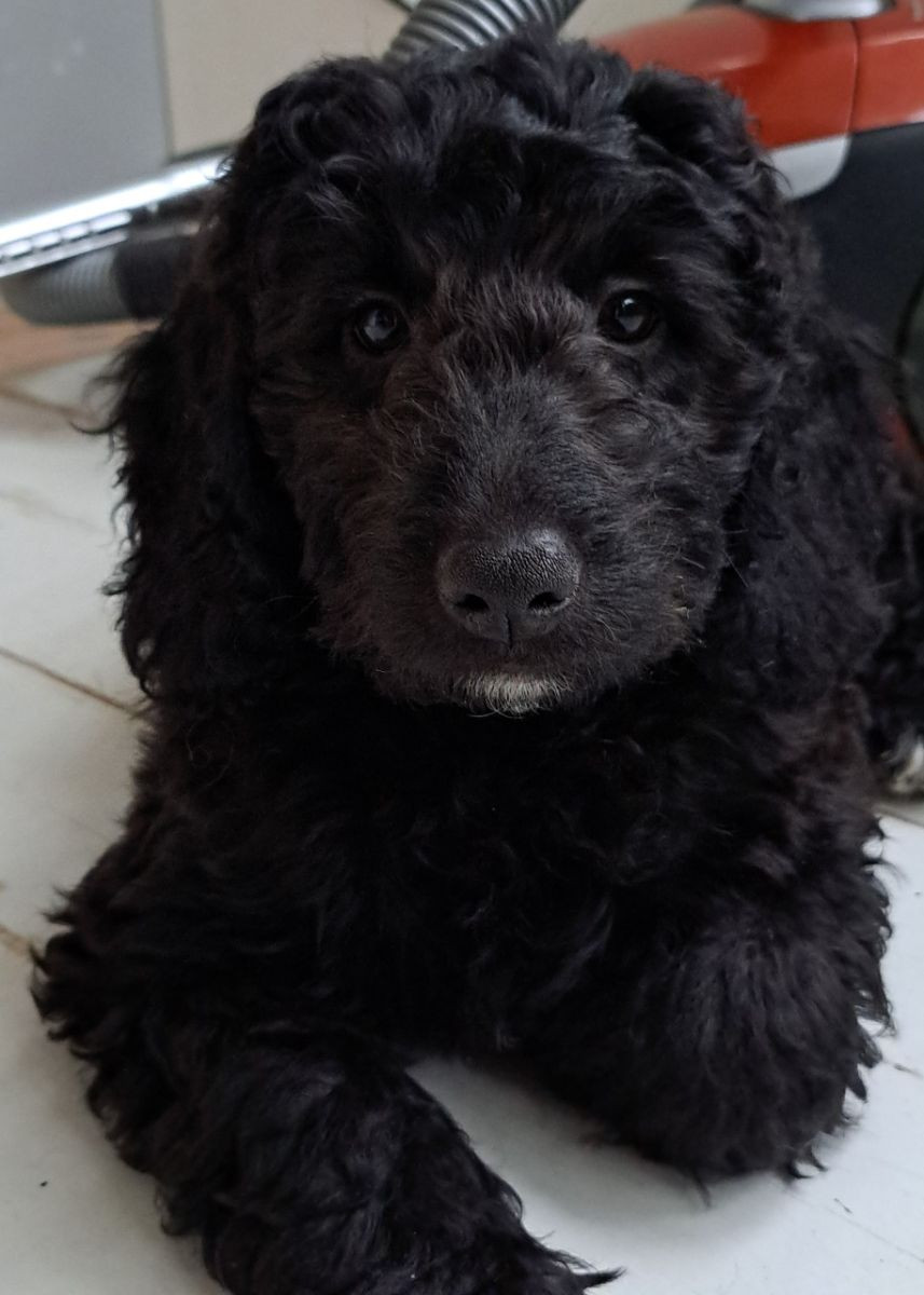 Labradoodle - multigeneration
