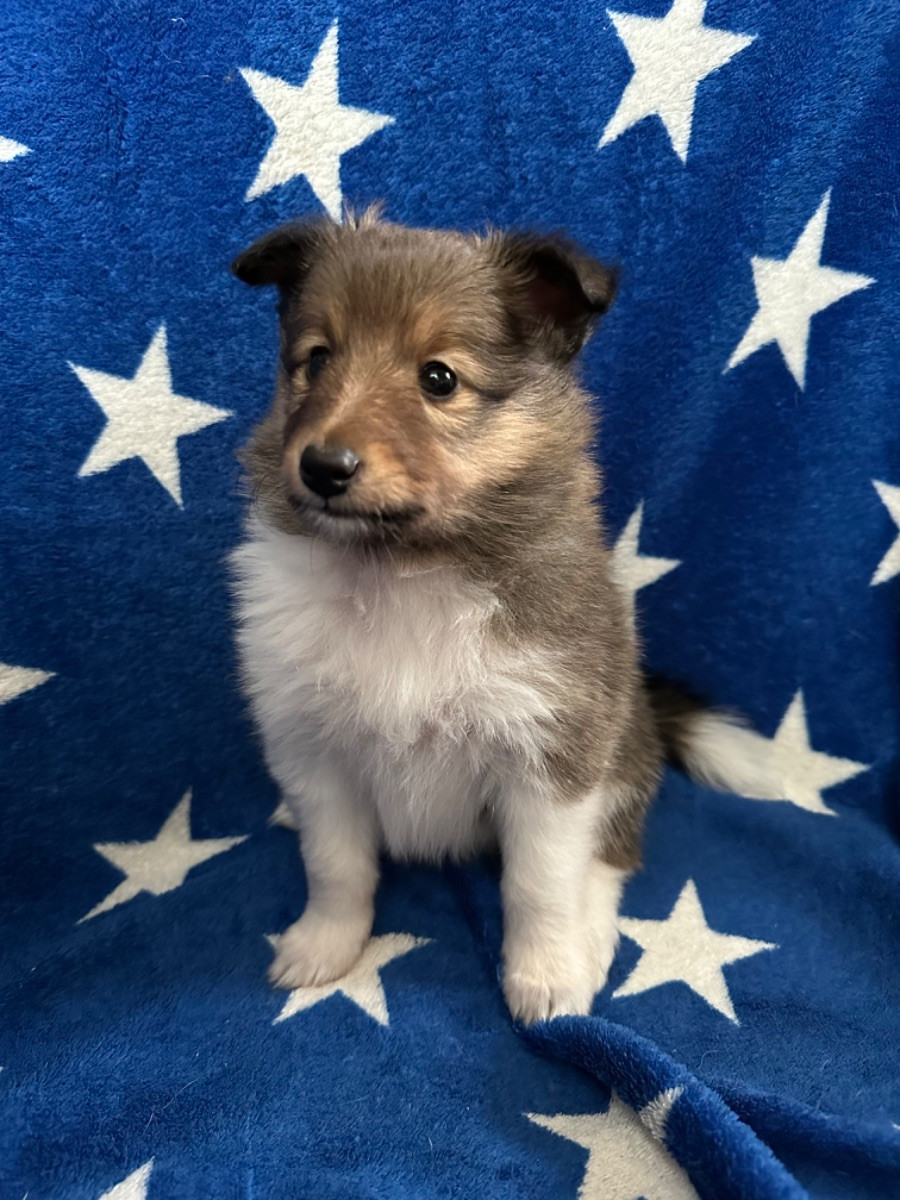 Shetland sheepdog