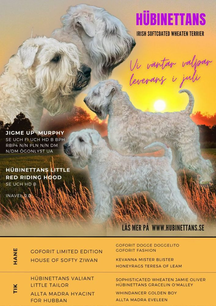 Irsk softcoated wheaten terrier