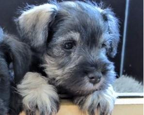 Miniature Schnauzer