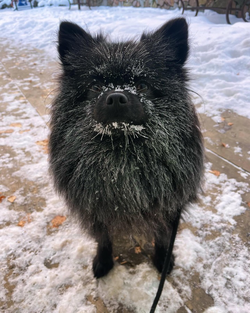 Pomeranian Spets