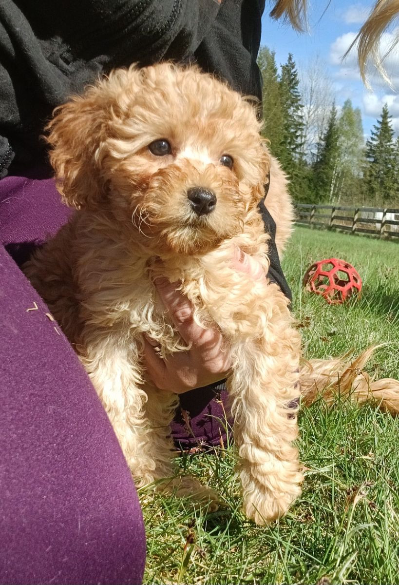 Cavapoo