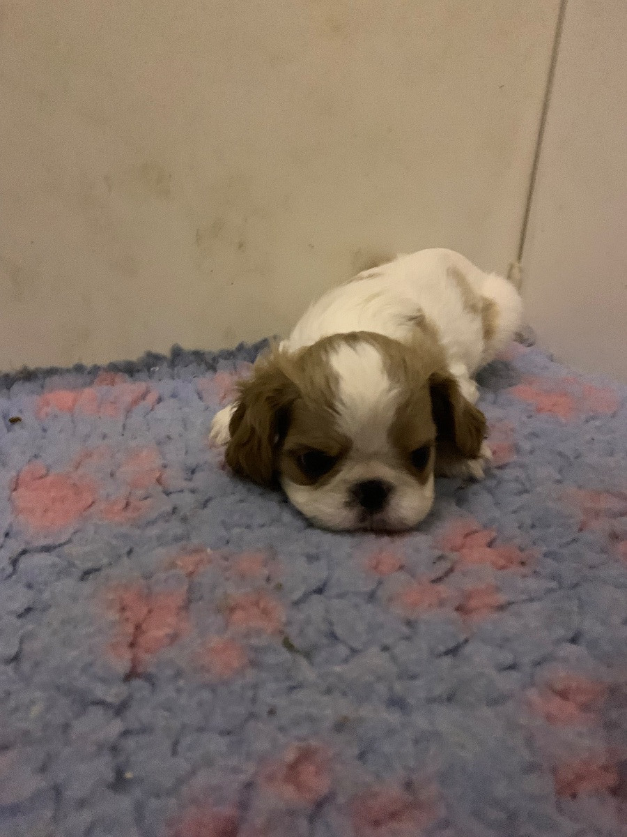 King Charles Spaniel