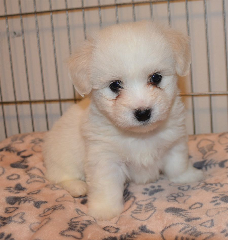 Coton de Tulear