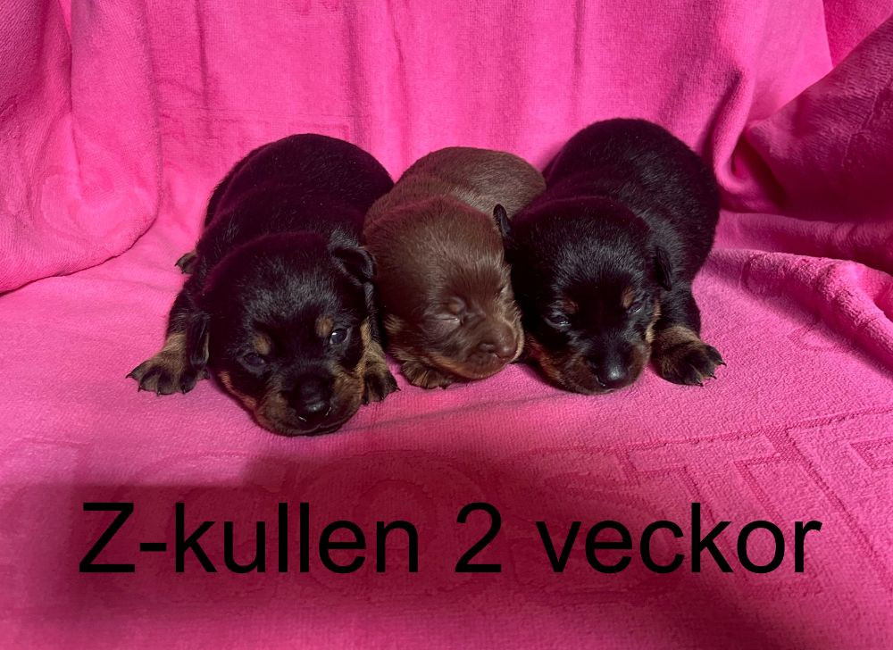 Animalcompaniets