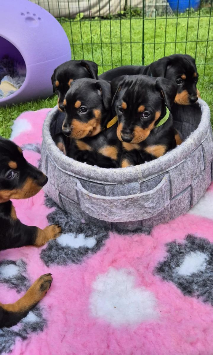 LB