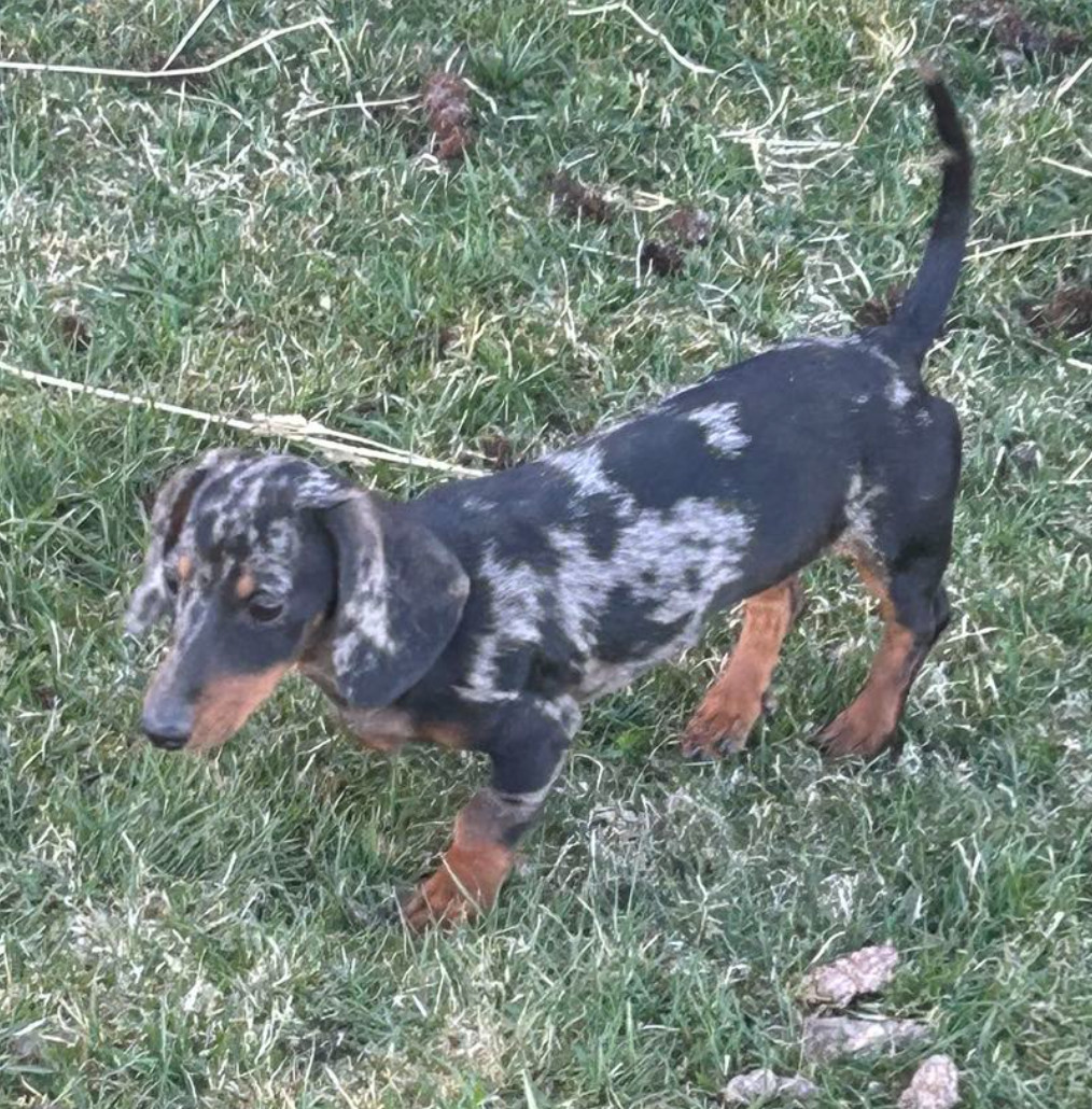 Dachshund