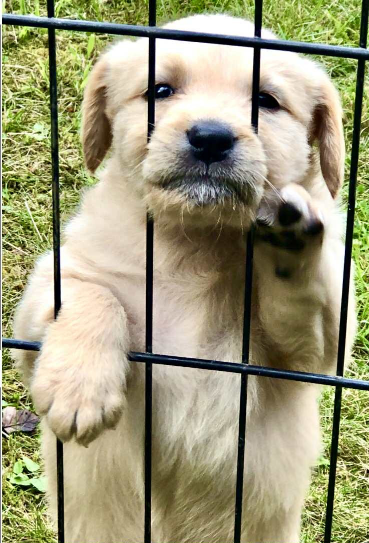 Fluffssons