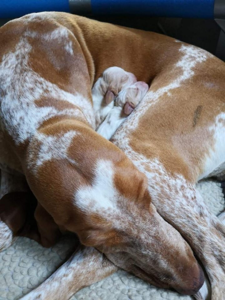 Agnwill's Kennel