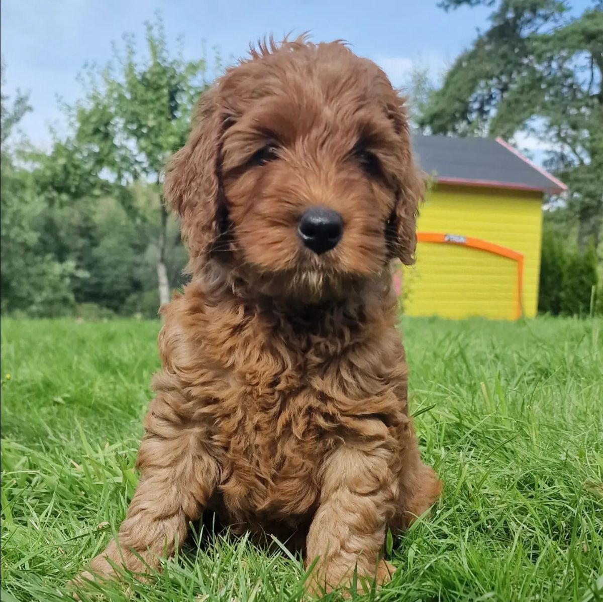 Multigeneration labradoodle · Spekeröd · Robin Sebastian E.