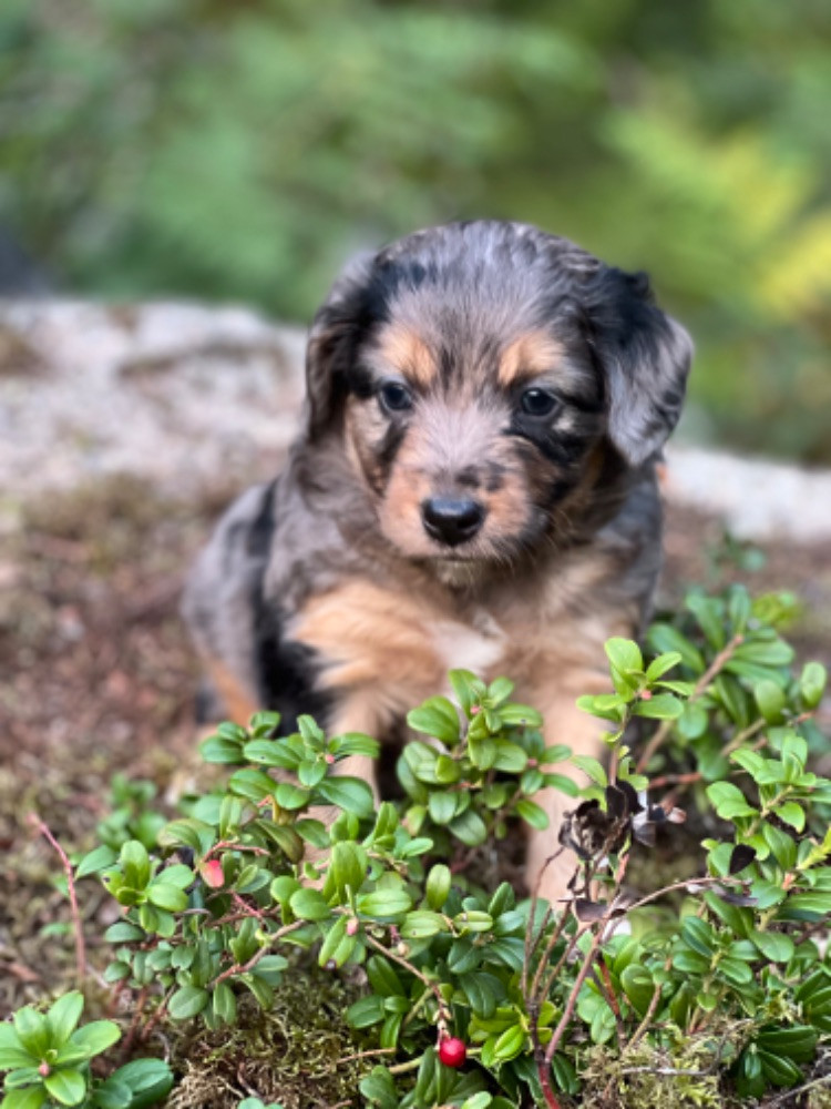 Isadoras Pudel och Cockerpoo