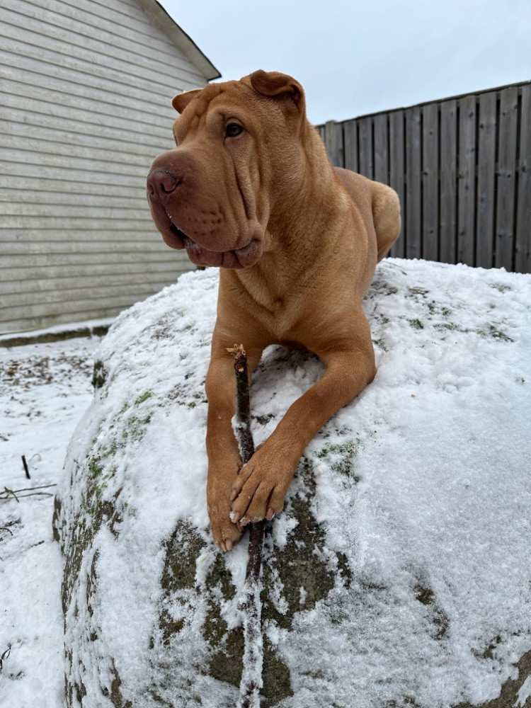 Shar Pei