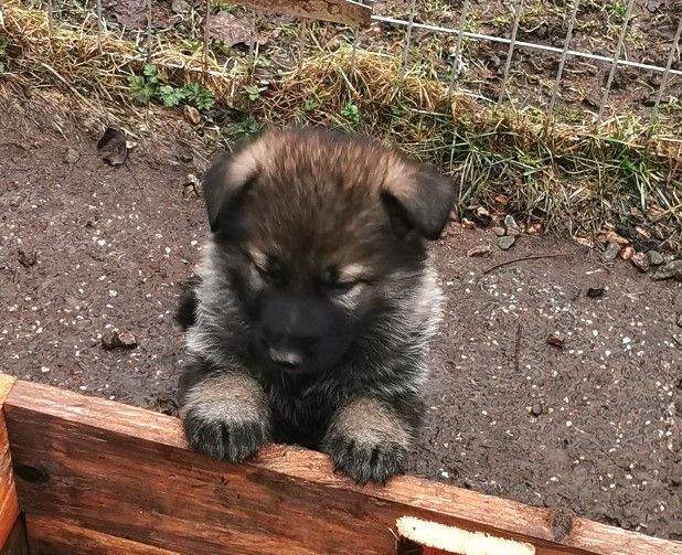 Kennel Snibor Anzi
