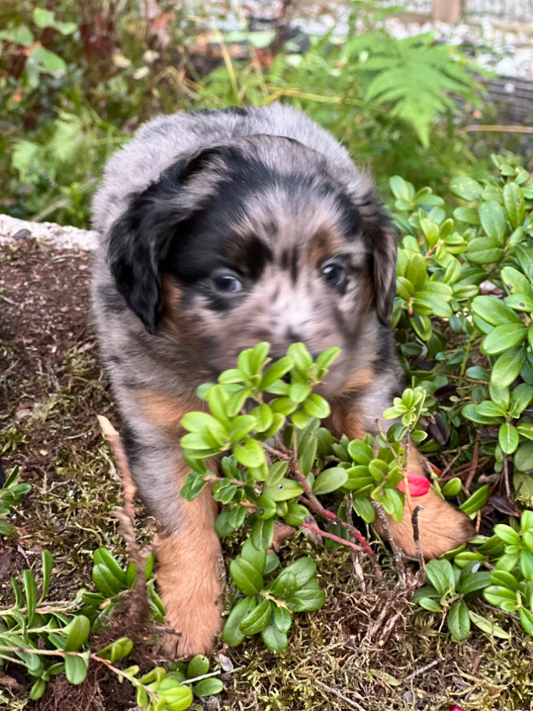 Isadoras Pudel och Cockerpoo
