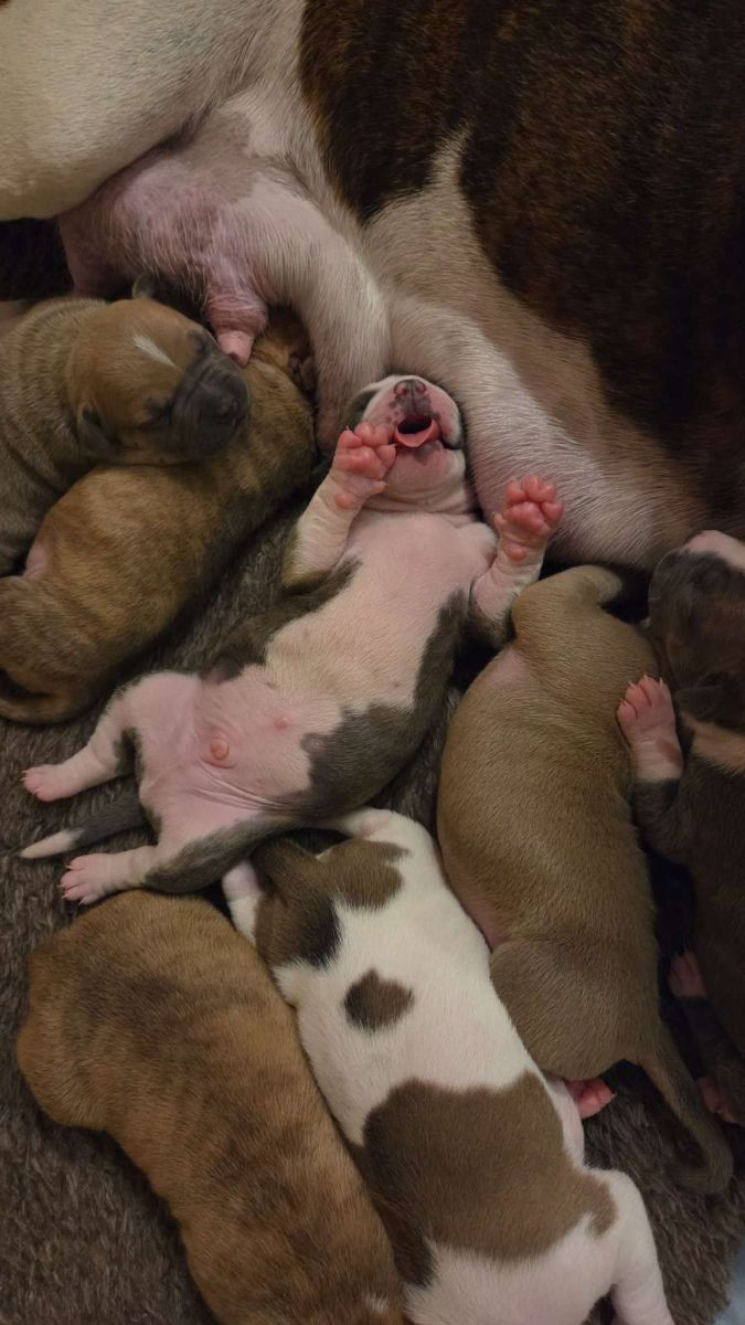 Amerikansk bulldog och american bully · 2025-11-20 · Nybro · Sofie T.