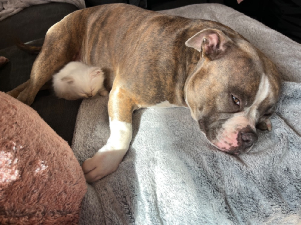 American Bully Blentarp Sanna F american-bully-blentarp-sanna-f