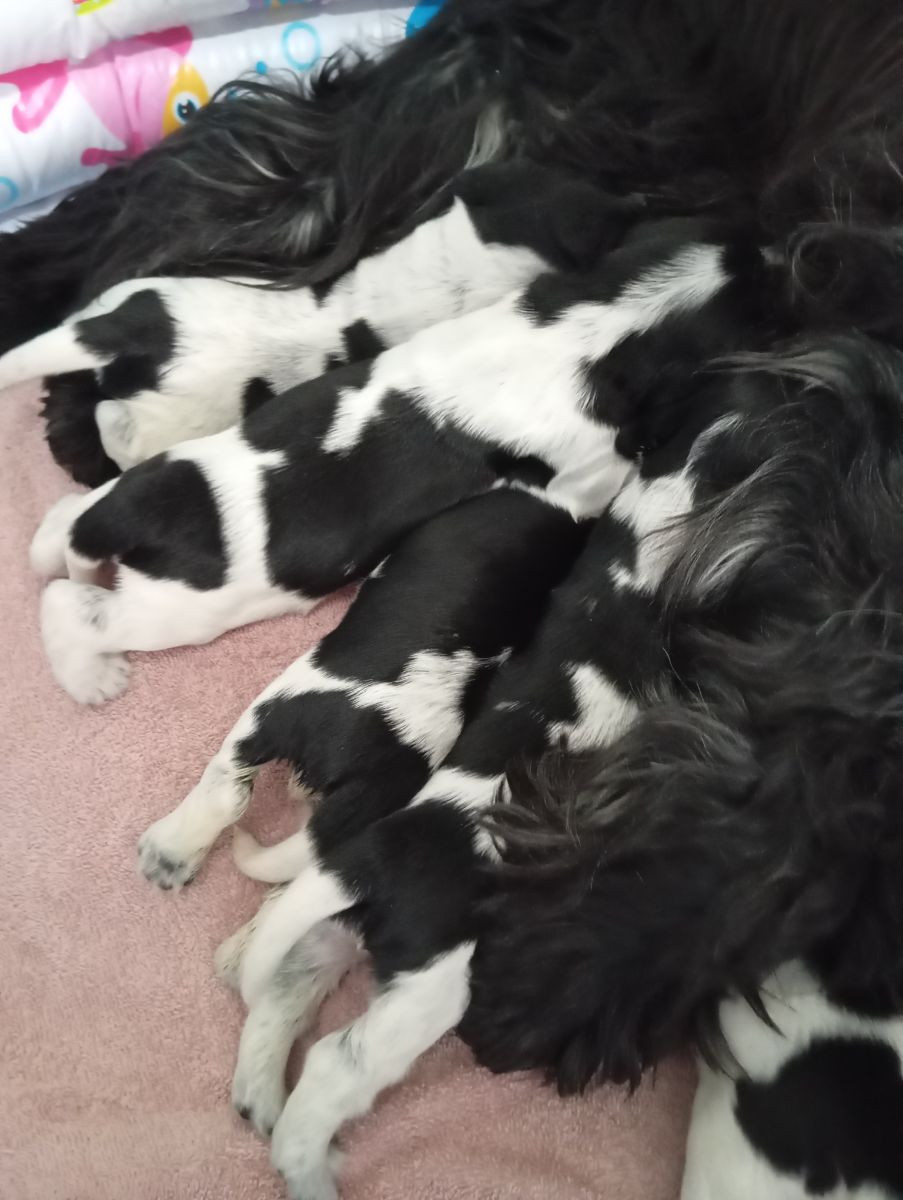 Puppy Dream's