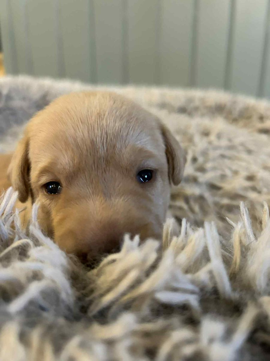 Labrador retriever · 2025-11-29 · ätran · Vagndalas