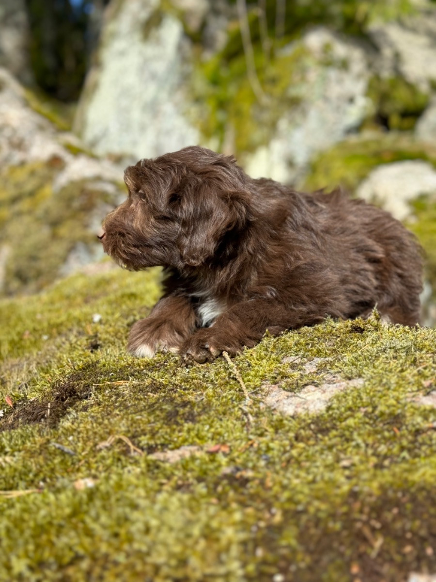 Isadoras Pudel och Cockerpoo