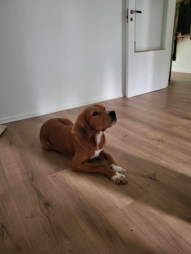 Amstaff labrador pointer