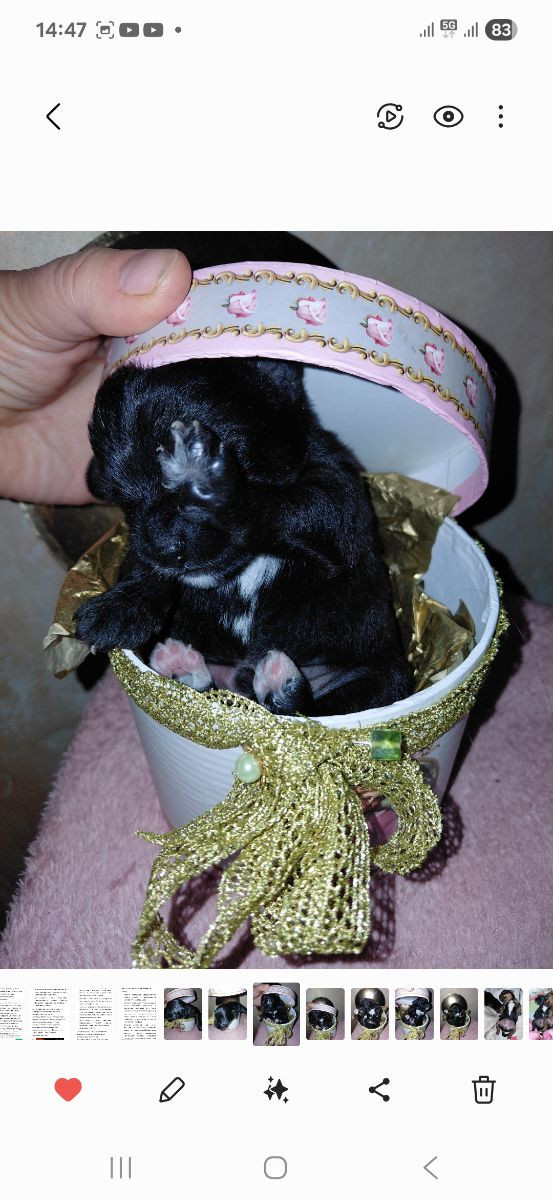 Jackapoo · 2025-10-27 · Sollentuna · Ljudmila P.