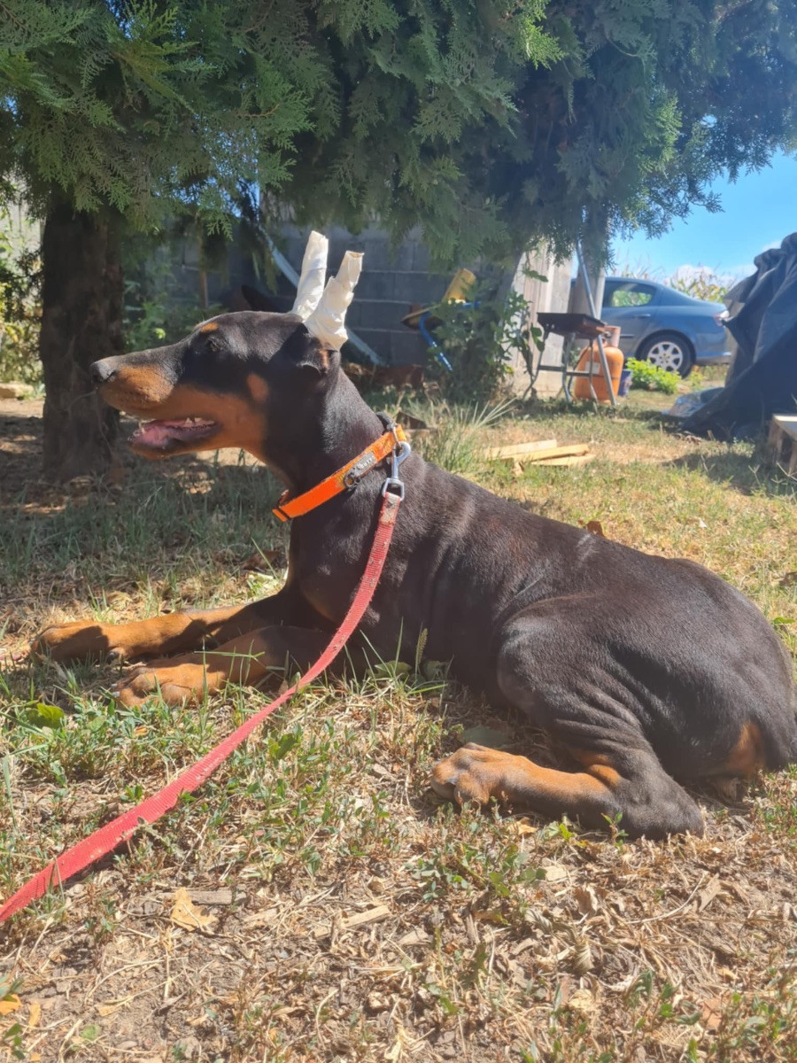 Dobermann