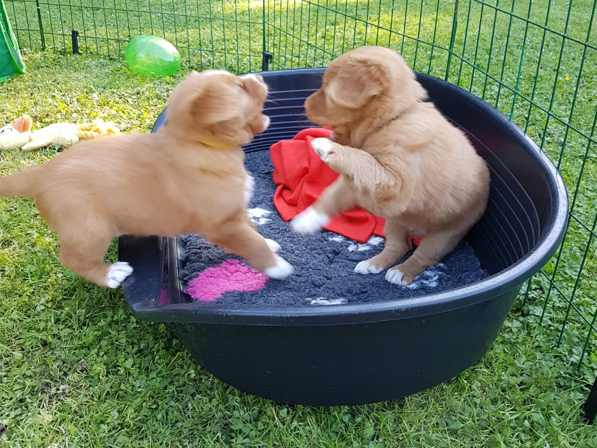 Nova Scotia Duck Tolling Retriever
