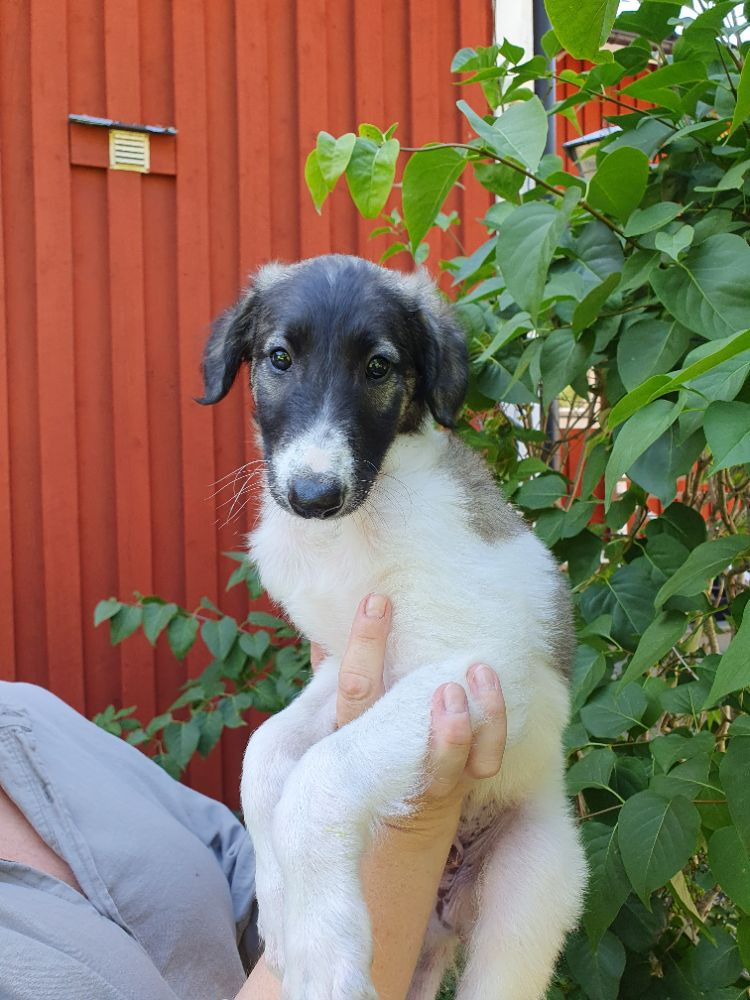 Vargmossens kennel