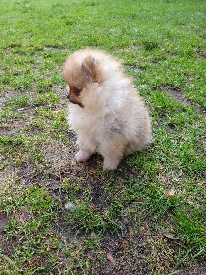 Nipper Tippa Kennel