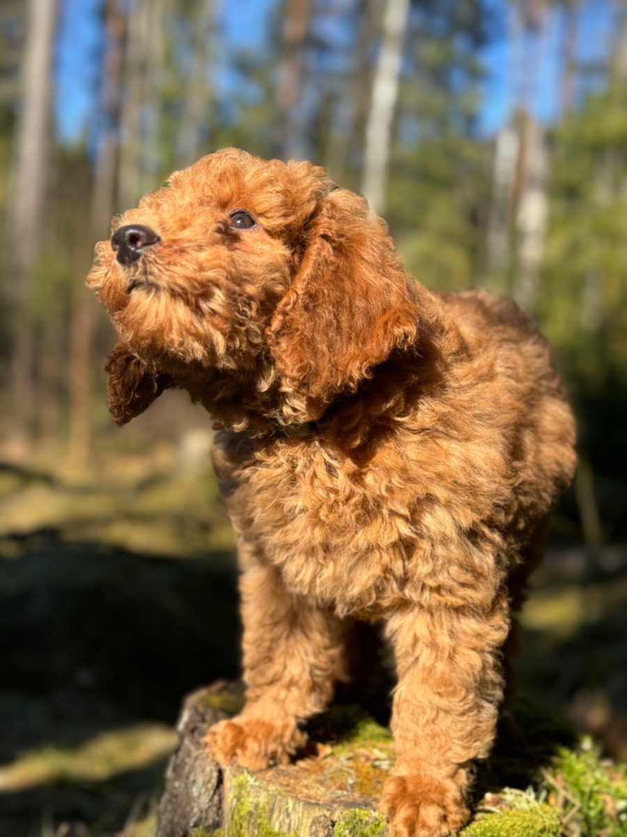 Isadoras Pudel och Cockerpoo
