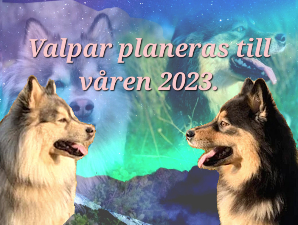 Finnish Lapphund
