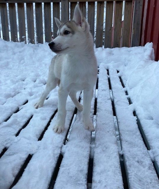 Frostfjället's kennel