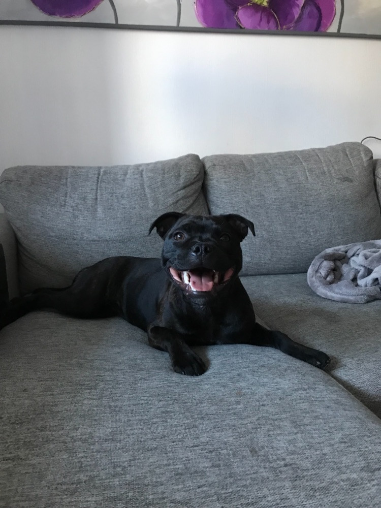 Staffordshire Bull Terrier