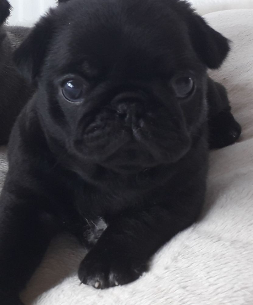 Pug
