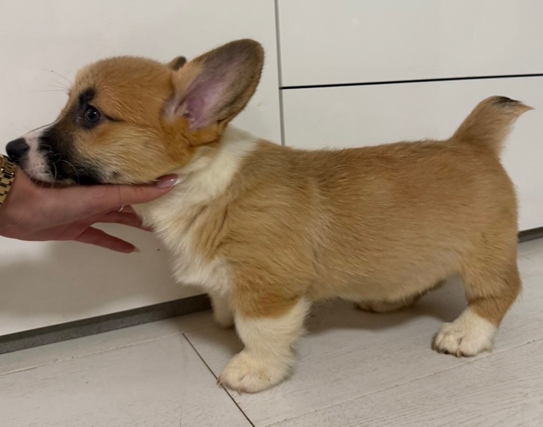 Welsh Corgi Pembroke · 2025-09-25 · örkelljunga · Alisa M.