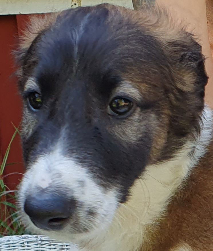 Vargmossens kennel