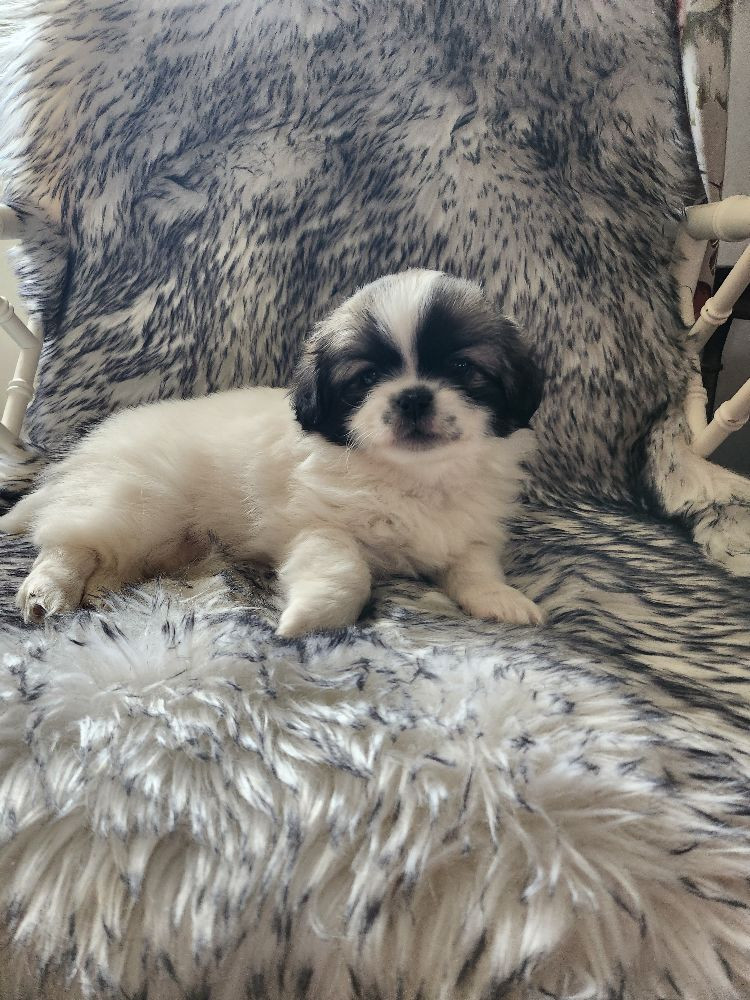 Tibetan Spaniel