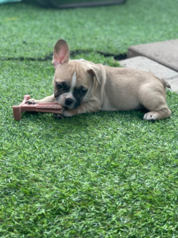Los Dinegro's kennel